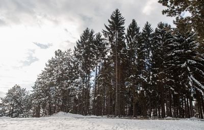 Pine trees in forest during winter