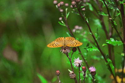 Close-up of butterfly pollinating on flower