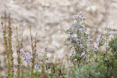 Close-up of purple flowering plants on field