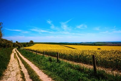 Scenic view of agricultural field against blue sky