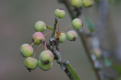 Close-up of fruits growing on tree