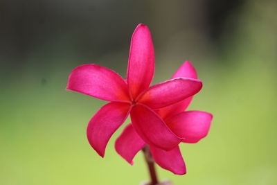 Close-up of pink flowering plant