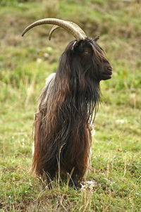 Brown goat looking away on green field