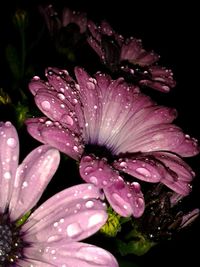 Close-up of wet flower blooming outdoors