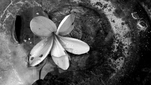 Close-up of water drops on flowers