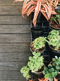 High angle view of potted plants on table