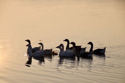 Swans swimming in lake