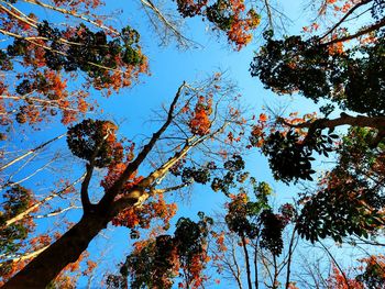 Low angle view of trees against clear blue sky