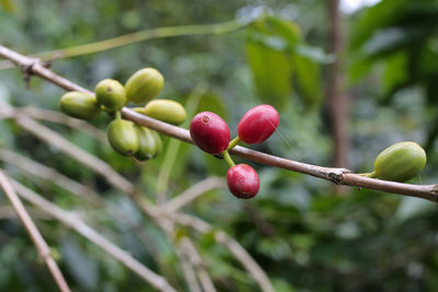 Coffee cherries in the gayo highlands, central aceh