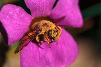 Close-up of bee on pink flower