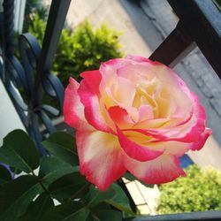 Close-up of pink flower