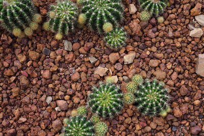 High angle view of cactus growing on rocks