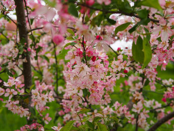 Close-up of pink cherry blossoms in spring