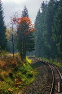 View of railroad tracks amidst trees during autumn