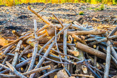 High angle view of logs on field