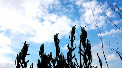 Low angle view of bare tree against cloudy sky