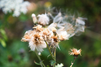 Close-up of wilted dandelion flower on field