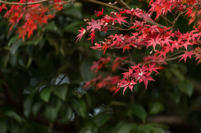 Autumn leafs of japanese maple in sunshine day.