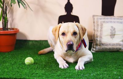 Portrait of dog with ball sitting on grass