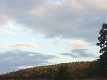 Trees on field against sky