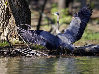 Bird flying over lake