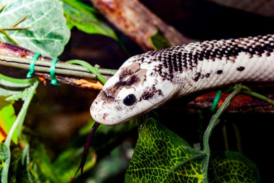 Pantherophis obsoleta or elaphe obsoleta, commonly called rat snake.
