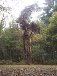 Trees in forest against sky