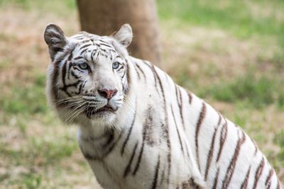 Close-up portrait of tiger