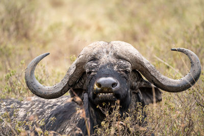 Buffalo standing on field