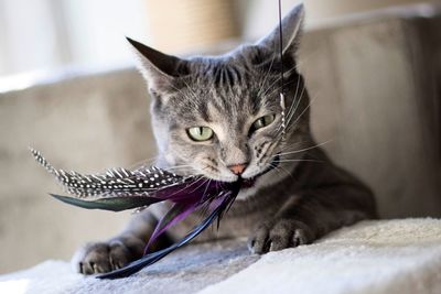 Close-up of cat playing with feathers