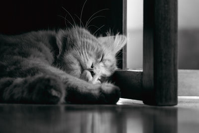 Close-up of a cat sleeping on table