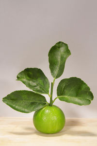 Close-up of fresh green fruits on table against white background
