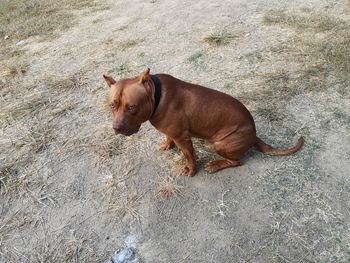 High angle view of dog on field