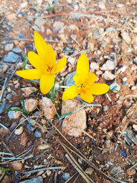 High angle view of yellow crocus flowers on field