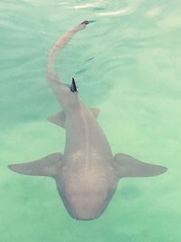 Duck swimming in sea