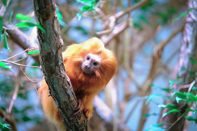 Close-up of an animal on tree