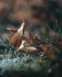 Close-up of dry maple leaf on field