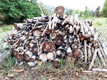 Close-up of logs on field in forest