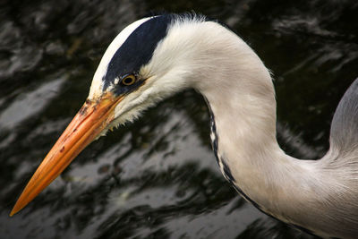 Close-up of bird