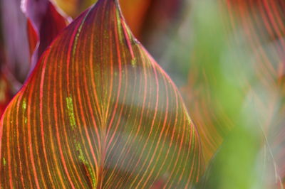 Close-up of leaf hanging on plant