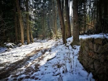 Trees in forest during winter