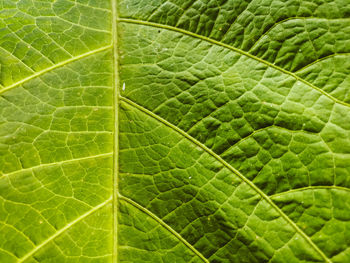 Full frame shot of green leaf