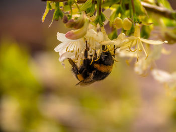 Close-up of bee on flower