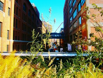 Plants growing in city