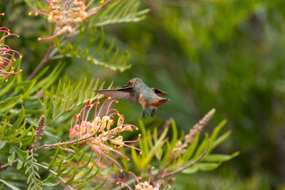 Close up view of an allen's hummingbird