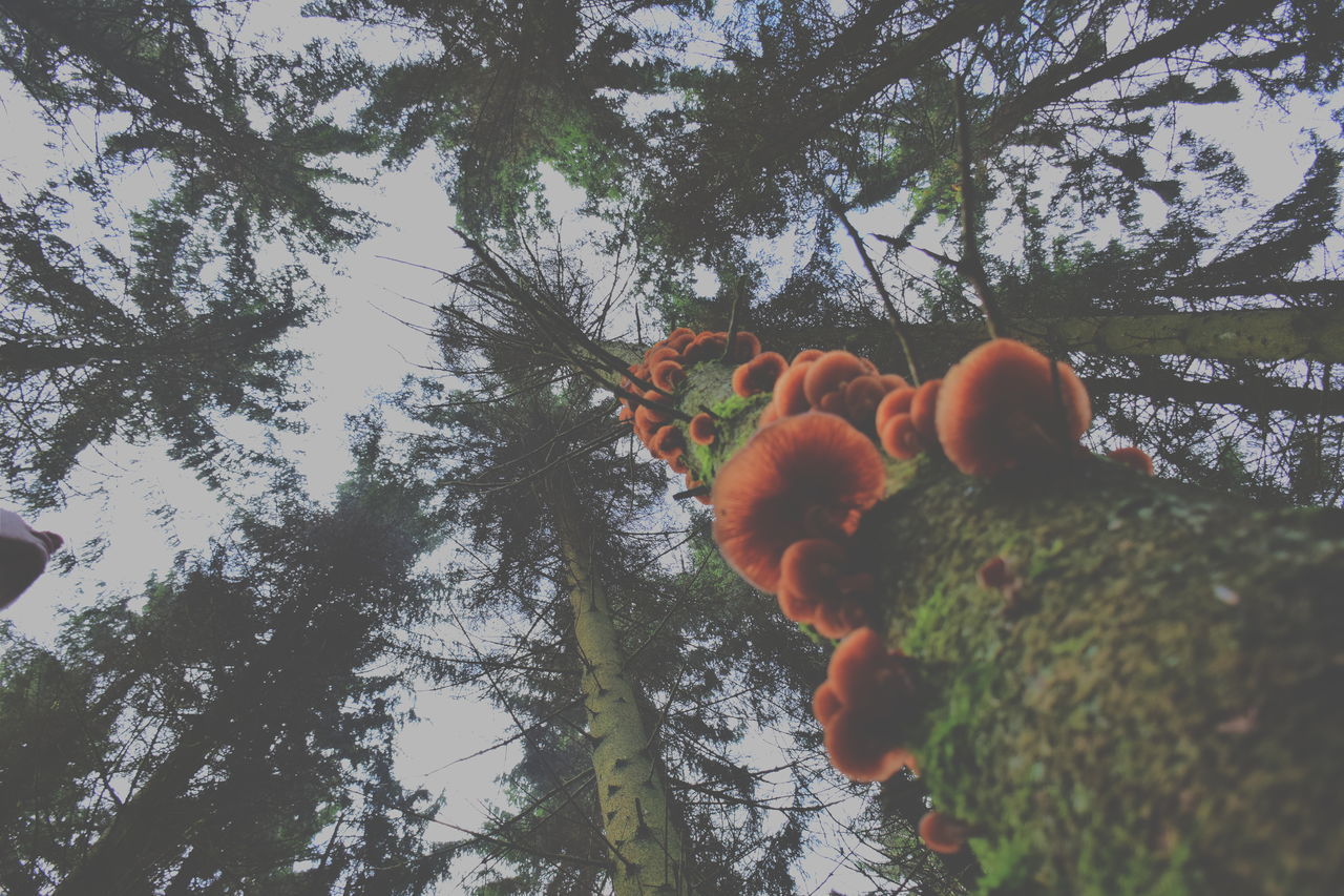 tree, branch, low angle view, growth, fruit, nature, animal themes, food and drink, beauty in nature, freshness, outdoors, day, one animal, sky, sunlight, animals in the wild, close-up, no people, food, focus on foreground