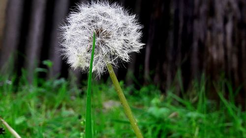 Close-up of flower on field