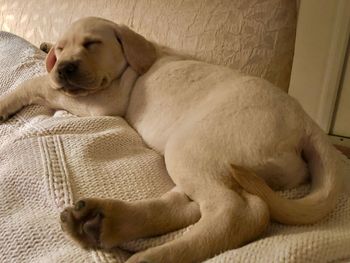 Close-up of dog sleeping on bed at home