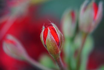 Close-up of red flower bud