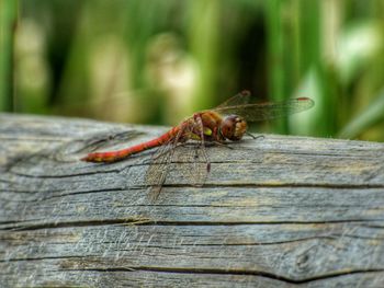 Close-up of insect on wood